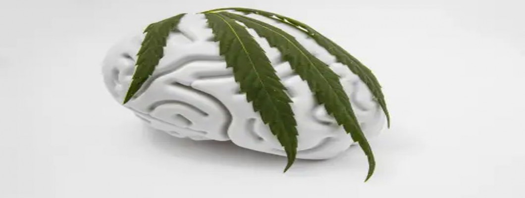 CBD as a Potential Treatment for ADHD