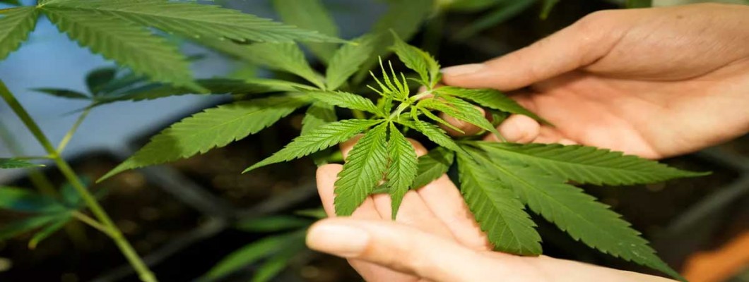 German Study finds: Medical Marijuana is the 