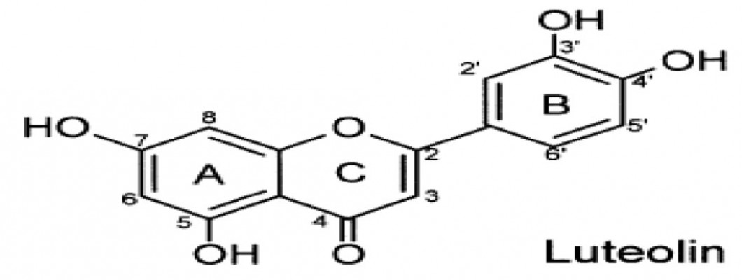 Luteolin: Nature's Wonder Drug?