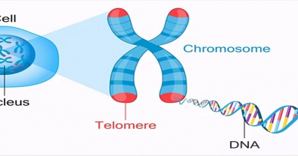 NMN has been shown to increase telomere length and telomere stability