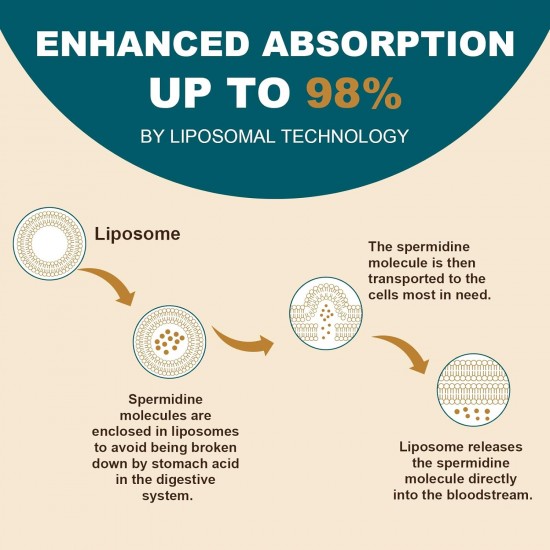 Sohahila Liposomal Spermidine Supplement with Zinc & Thiamine, 60 Softgels